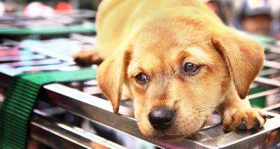 MPs to address concerns over puppy smuggling